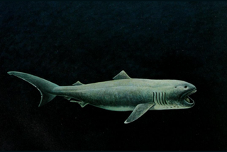 Illustration for article titled Incredibly Rare And Mysterious Deep-Sea Megamouth Shark Washes Ashore